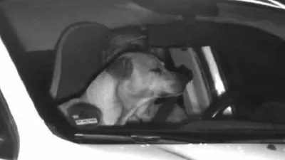 Осторожно! Собака за рулем автомобиля - ВИДЕО