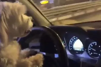 Tesla на автопилоте с собакой за рулем - в TikTok появилось неоднозначное  видео | РБК-Україна