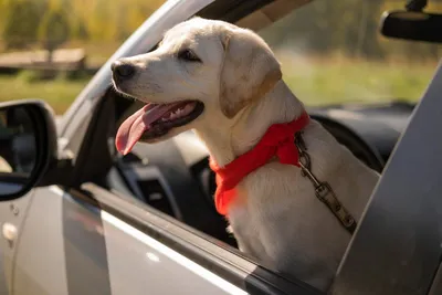 В Белгородской области за рулём «семёрки» заметили собаку