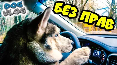 Ничё так гоняет!»: в Тюмени собака ехала за рулем автомобиля - KP.RU