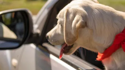 Собака за рулем Skoda Kamiq превысила скорость - Российская газета