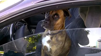 Собака за рулем автомобиля сбила своего хозяина :: Autonews
