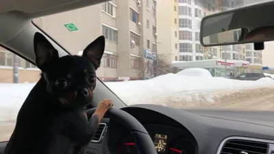 Почти как люди: собак усадили за руль авто и сделали забавные фото: читать  на Golos.ua