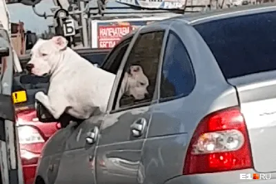 Небольшая собака за рулем автомобиль Стоковое Изображение - изображение  насчитывающей внутрь, ангстрома: 147936695
