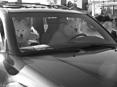 В Брянске сняли на фото собак за рулем автомобилей