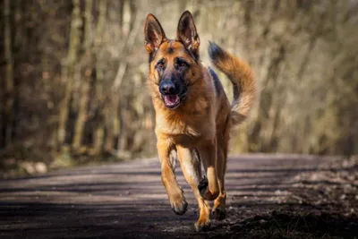Стоковая фотография 420640627: За рулем скоростной лодки сидит собака, |  Shutterstock