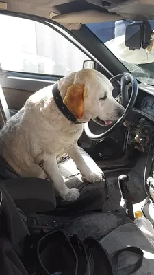 Дорожное видео недели: пёс за рулём, нападение шлагбаума на Porsche и  смерть на площади у вокзала - 22 сентября 2018 - e1.ru