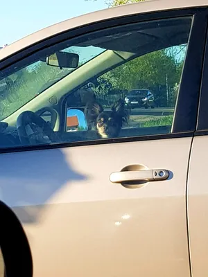 Осторожно, за рулем сладкая собака | Пикабу