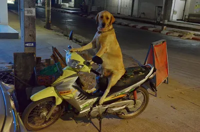 Собака за рулем Автомобиля» — создано в Шедевруме