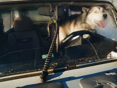 Собака за рулем грузовика в месте водителей Стоковое Фото - изображение  насчитывающей млекопитающее, переход: 205514172