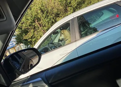 Камера зафиксировала собаку за рулем движущегося авто