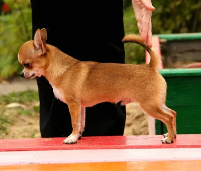 Купирование хвоста у собак - цена ампутации хвоста у щенка в Москве