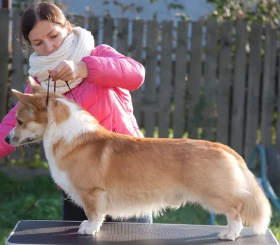 Пропала белая собака без хвоста в Соль-Илецке, Оренбургская область |  Pet911.ru