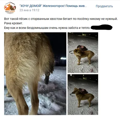 Найдена собака без хвоста на ул. Маршала Неделина, 26 | Pet911.ru