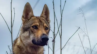 За картонную Бузову заступилась собака Бузова | Подмосковье Сегодня