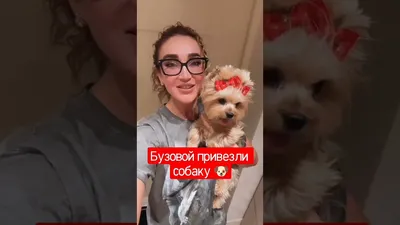 Ольга Бузова и собаки - KP.RU