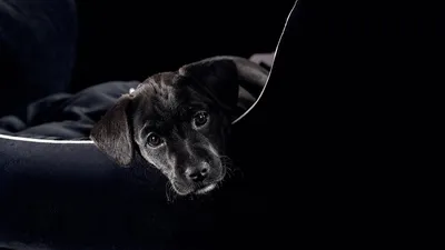 Собака под водой скачать фото обои для рабочего стола
