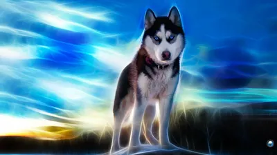 180+ Собаки - обои на рабочий стол HD | Скачать Бесплатно картинки