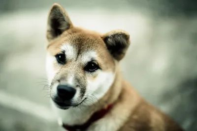 Скачать обои собака, щенок, йорк, йоркширский терьер, dog разрешение  2880x1920 #94731