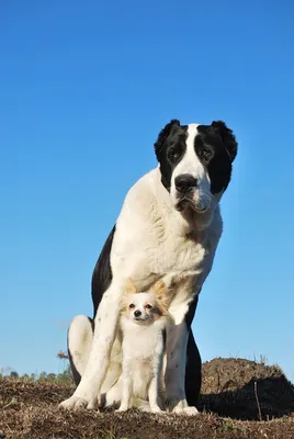 Собаки гиганты фото фотографии