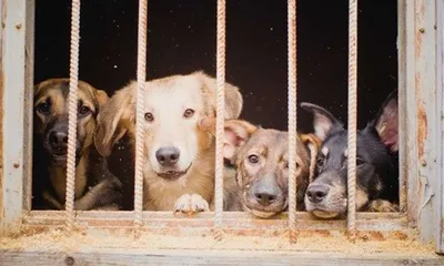Накормим вместе собак из приюта - краудфандинговый проект на Boomstarter