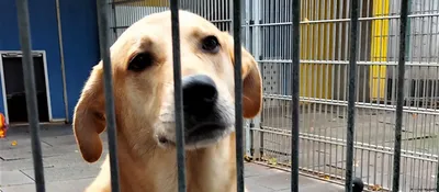 Приют для бездомных собак открылся в Сухумском районе - 08.02.2022, Sputnik  Абхазия