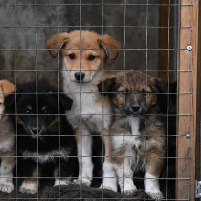 Под Чирчиком построят филиал приюта для бездомных собак «Хаёт» – Новости  Узбекистана – Газета.uz