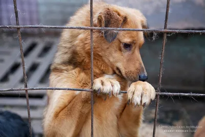 Первый приют для бездомных собак построят в Нальчике - 07.04.2021, Sputnik  Абхазия
