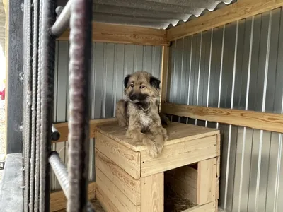 В Петербурге построят два приюта для бездомных собак и кошек