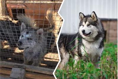 Зоозабота в Казани: истории хозяев собак из приюта - Инде