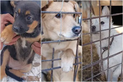 Более 200 собак из приюта ищут своих хозяев - Общество - Свежие новости  Бурятии и Улан-Удэ - ГТРК - Государственная Телерадиокомпания \"Бурятия\"