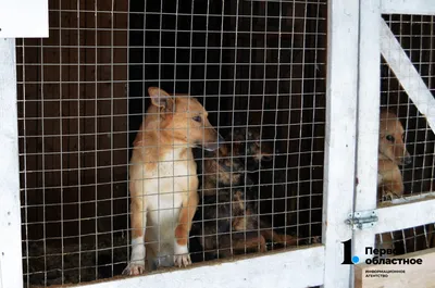 Сахалинцам предлагают взять собаку из приюта на лето - Новости Сахалинской  области - astv.ru