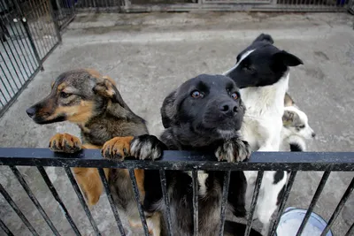 Фоторепортаж: как живут бездомные животные в приюте под Челябинском