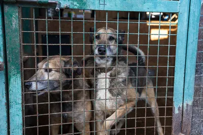 Собаки из приюта ищут дом | Пикабу