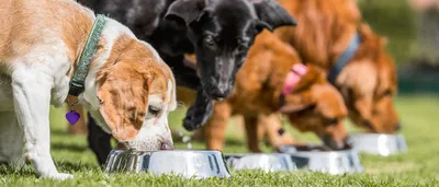 Зоозащитники рассказали, что боятся за жизнь собак из приюта «Островок  надежды» в Ленобласти