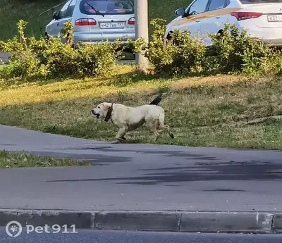 Найдена собака в Южном Бутово, ул. Кадырова | Pet911.ru