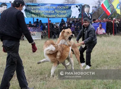 В России утвердили список опасных пород собак. Некоторых из них официально  не существует - BBC News Русская служба