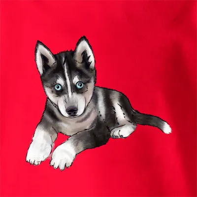 хаски (husky, сибирская хаски, сибирский хаски, ) :: шапка из кота :: зима  :: коте :: собака (собакен, песель, пес) / смешные картинки и другие  приколы: комиксы, гиф анимация, видео, лучший интеллектуальный юмор.