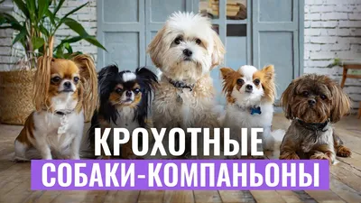 Собрание собак-компаньонов и миниатюрных игрушек, изолированных на белом  Плоский стиль Разный цвет и страна происхождения Иллюстрация вектора -  иллюстрации насчитывающей китайско, мило: 164206990