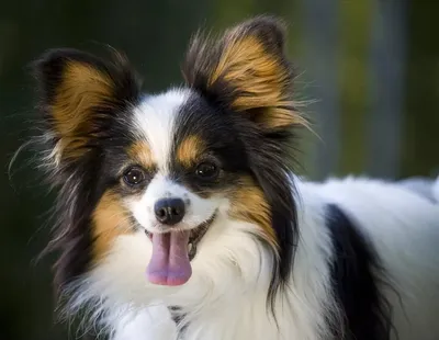 Собаки-компаньоны: лучшие породы для дружбы и домашнего уюта в интернет  зоомагазине Любимчик