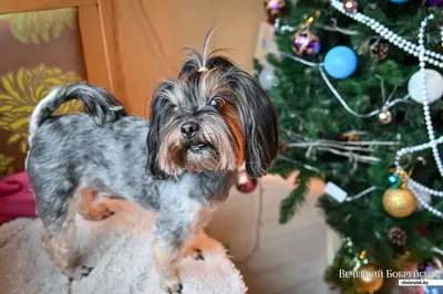 Гаванский бишон (Canis lupus familiaris 'Havanese') - Rock Identifier