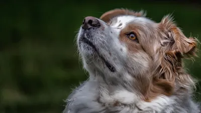 Собаки-помощники (Service dog) для людей с инвалидностью. Собаки-ассистенты  (Assistance dog)