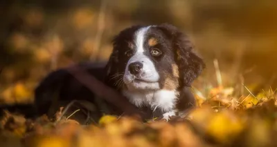 Лучшие собаки-компаньоны это те, которых можно взять с собой в Декабрист  🐶💚 | Instagram
