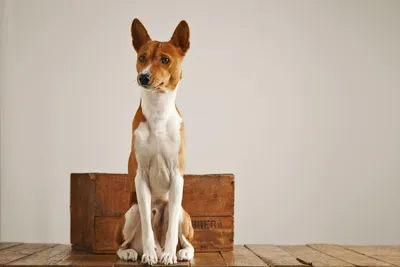Не скулят и не лают: 10 пород самых тихих собак | PARENTS