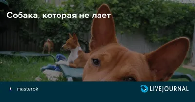 Породы собак для городской квартиры. Статьи о собаках и важная информация  на сайте Кутята.рф