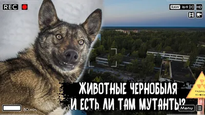 Audi прорекламировала собака-мутант