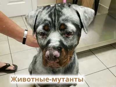 В Нижнем Новгороде появились собаки-мутанты цвета неба | Большая Азия
