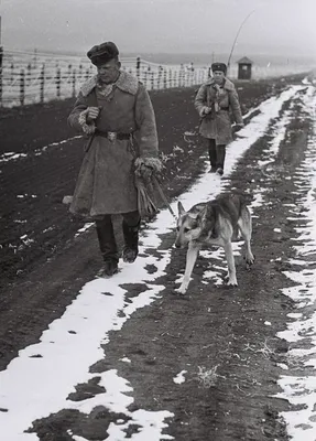 Фотографии собак на войне, которые тронут каждого | Собачий вестник | Дзен