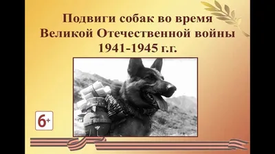 Неизвестный солдат: подвиг собак во время Великой Отечественной войны |  Музей городского округа Заречный