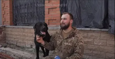 Собаки на войне фото фотографии